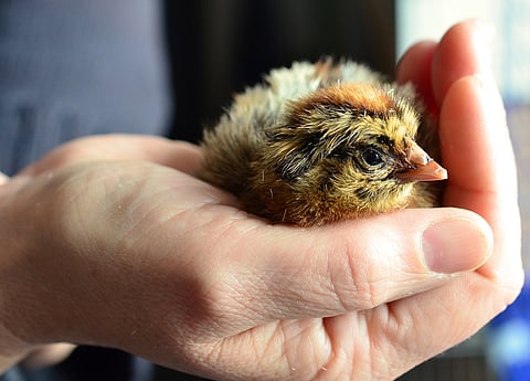 chick