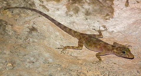 A biological treasure discovered amid the ruins of Hampi