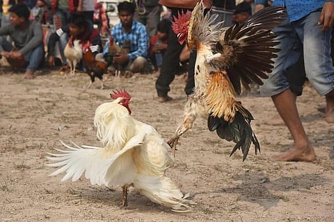 Cockfighting in Andhra Pradesh