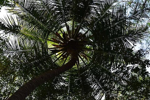 Coconut tree climbing machine and 4 more innovative products from Kerala startups