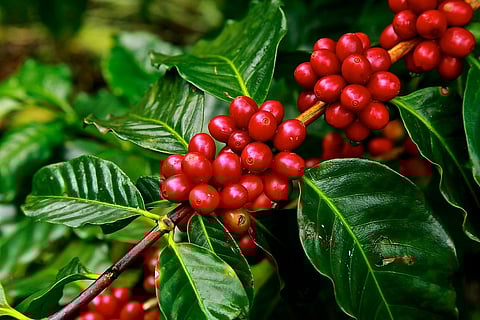 Coffee berries