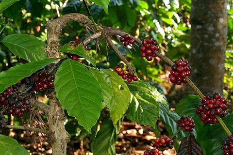 Flood-hit coffee growers in Karnataka seek interest waiver on loans