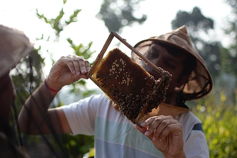 Honey, we shrunk their habitat: A film explores how wild bees are coping in cities