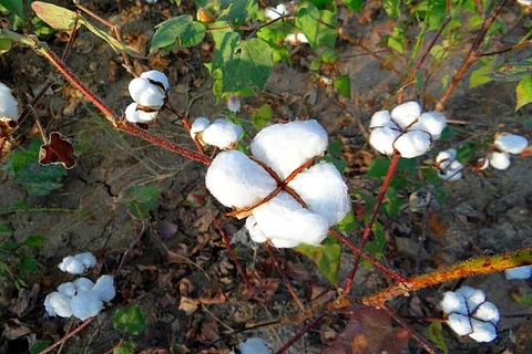 Telangana govt advises farmers to reduce cultivation of cotton