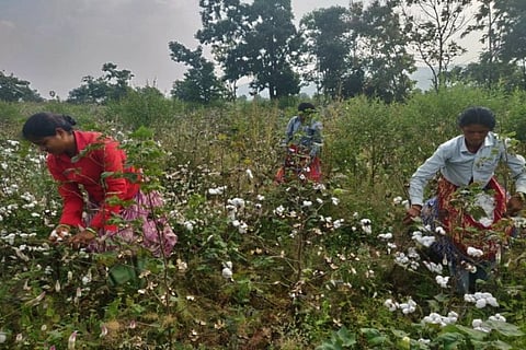 Cotton fields