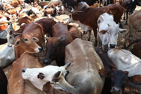 Govt plans to set up ‘cow sanctuaries’ as part of ‘Project Cow’: Union Minister Hansraj Ahir