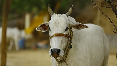 Representative image of cow