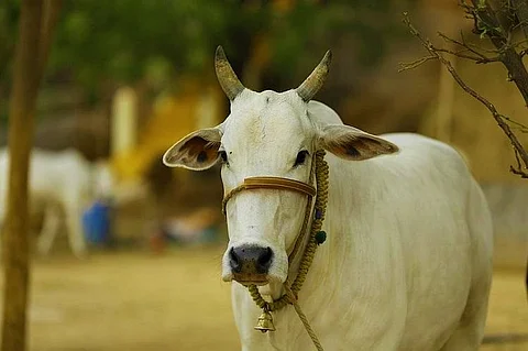 Representative image of a cow