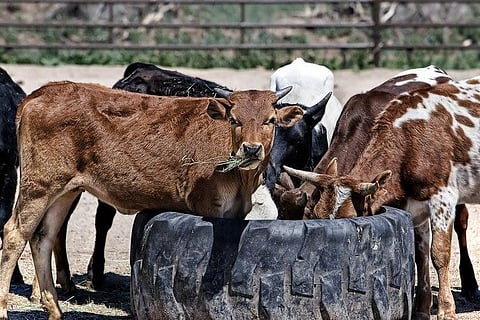 How India's cows can save the earth -- by feeding on seaweed