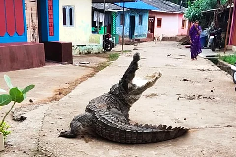 A crocodile made way into Dandeli town after getting up from the Kali River in coastal Karnataka