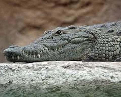 Fire personnel navigate around crocodiles to reach people stranded in Vadodara floods