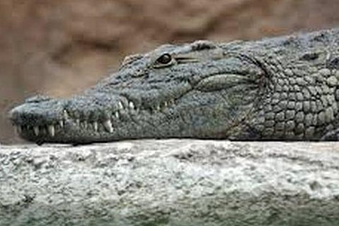 Teenager in Karnataka dragged into river by crocodile, search underway