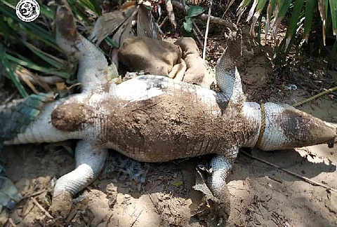Did heavy music played at Sheraton Hotel kill an endangered crocodile in Chennai?