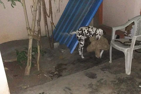 FIR against Hyderabad pet-owners for abandoning dog without food and water for 7 days
