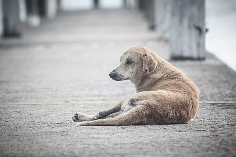 Activists to ‘adopt’ Marina beach street dogs, give the strays ID cards