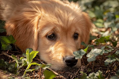 Pet abandonment, cruelty against strays rise as COVID-19 rumours trigger fear