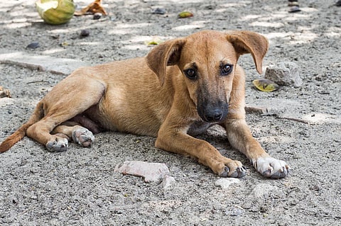 Kerala panchayat denies involvement in killing of stray dogs