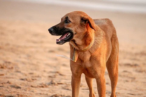 Representative image of a stray dog