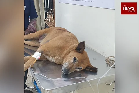 75-year-old Bengaluru man arrested for allegedly shooting dog with air gun