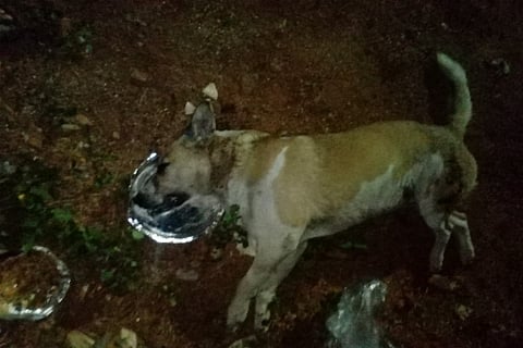 50 stray dogs allegedly poisoned and killed by township in Hyderabad