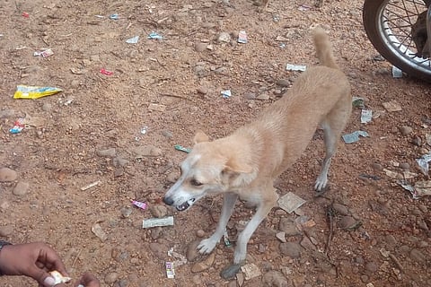 Three men in Karnataka booked for tying firecrackers to stray dog’s tail on Deepavali