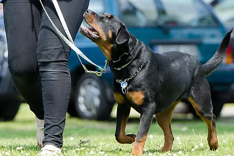 Good dog, bad dog: Meet the consultants who dabble in canine psychology