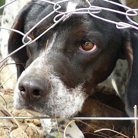 Kerala school allegedly confines UKG student in dog's cage with dog for three hours, principal arrested