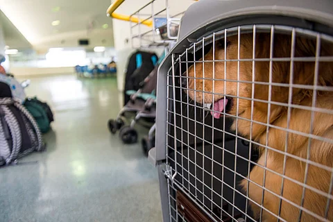 Kerala International airports don't allow pets to be flown in, NRI-pet owners protest