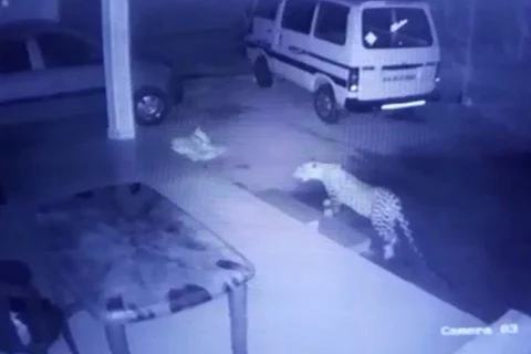dog and leopard cctv