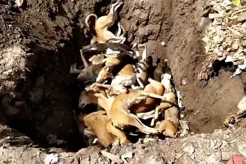 78 dogs, allegedly killed by civic body, found dumped in Telangana’s Siddipet