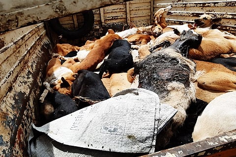 150 dogs poisoned, some buried alive by GHMC: Animal rights activists in Hyd allege