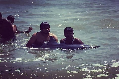 Fishermen help spinner dolphin to get back into sea in Chennai