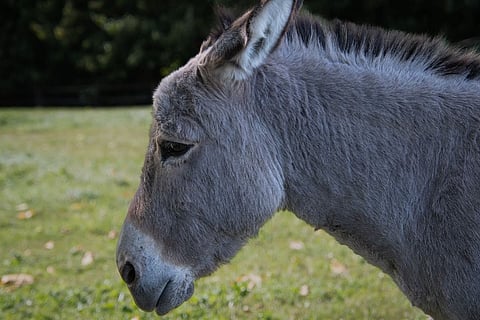 File photo of donkey