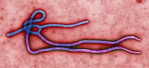Ebola outbreak: Nigeria declares national emergency