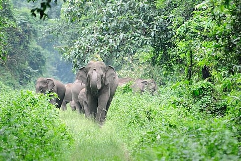 Three wild elephants move out of forest in Kerala, officials struggle to send them back 