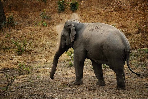 Male elephant, injured in suspected fight with other tuskers, dies in Kerala