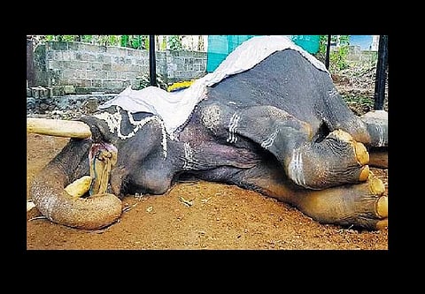 9 captive elephants died of 'extreme torture' in Kerala's festival season, NGO alleges