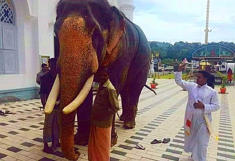In a rarity, elephant gets 'blessed' in a Kerala church