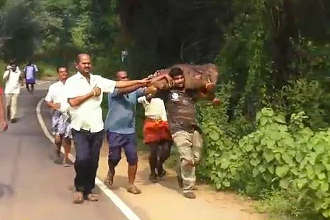 Video of officer carrying baby elephant back to its mother is winning the internet