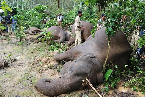 Four elephants that died due to electrocution in a Virajpet coffee plantation in 2017