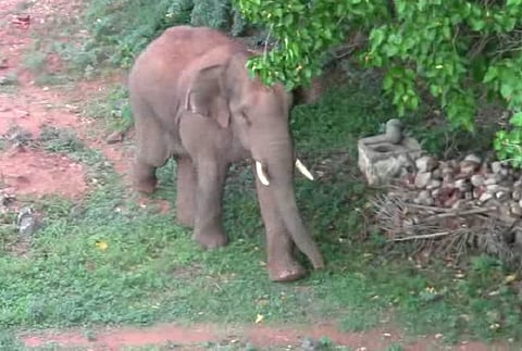 Coimbatore rogue elephant released into forest after it killed four, including a 12-yr-old
