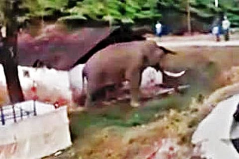 Idukki wants wild elephants relocated: Here's why that's unfair to Padayappa and co