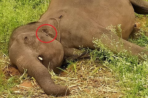 Elephant found shot dead in Coimbatore, bullet recovered from skull