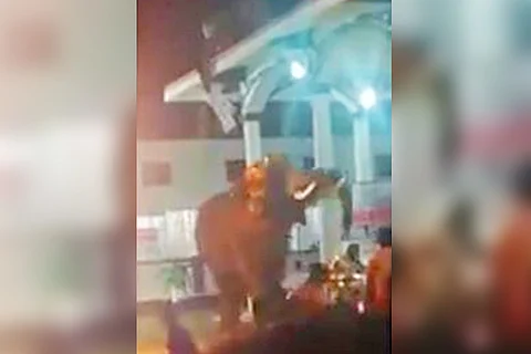 Temple elephant runs amok in Kerala, 15 injured in incident