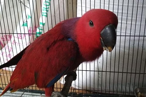 Exotic bird in a cage