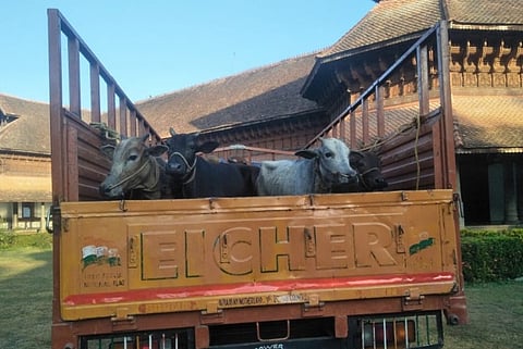 Starved and living in crowded shed, cows near Tvm Padmanabhaswamy temple relocated