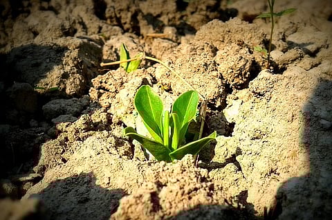 Worried about Bengaluru's vanishing tree cover? The #SaplingChallenge is for you