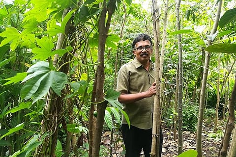 A mini forest of one's own: How a Kerala man grew 400 trees in 3 cents of land
