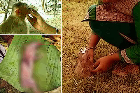 Wild Animals Tamil Nadu