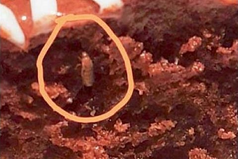 Insect found in Hyderabad IKEA food – yes, it happened again
